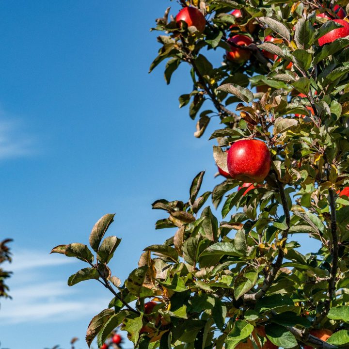 chris-robert-5f8SUQv83_A-unsplash